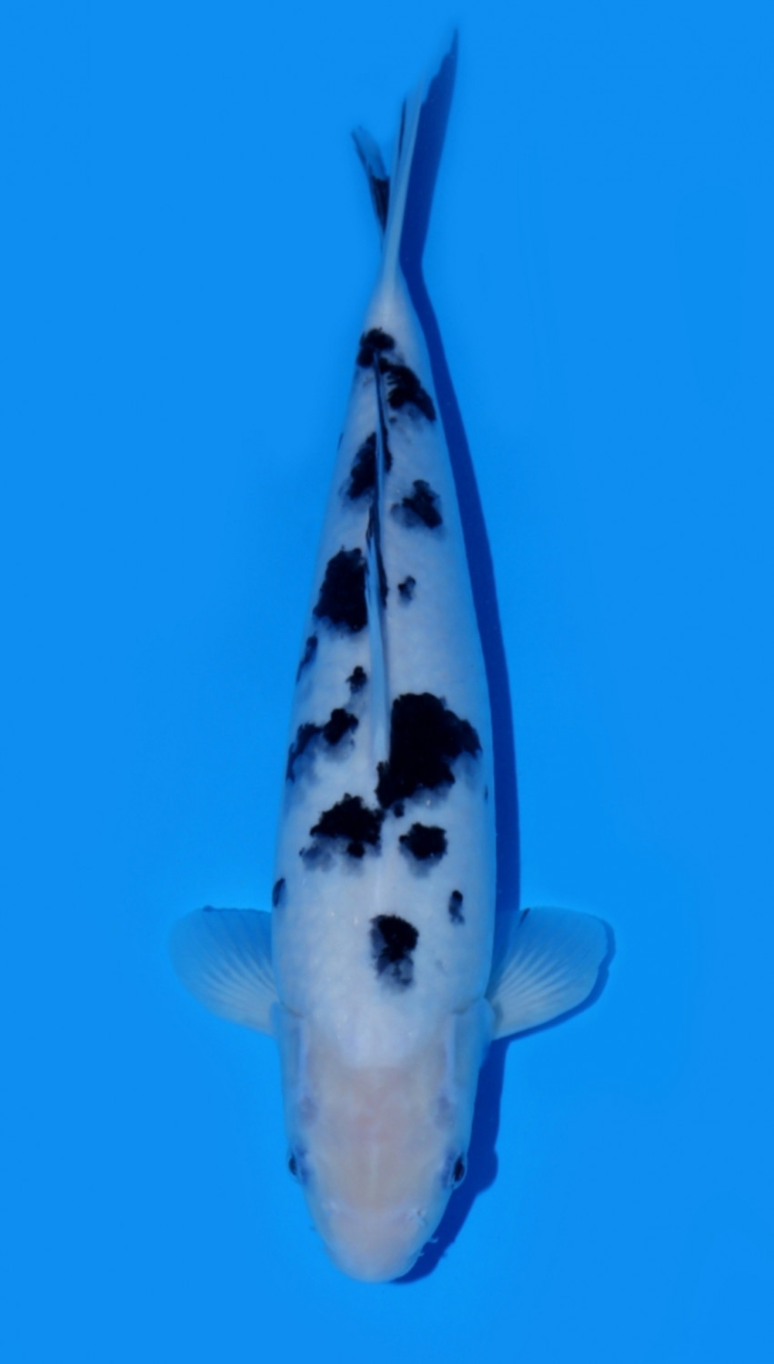 Juara 1