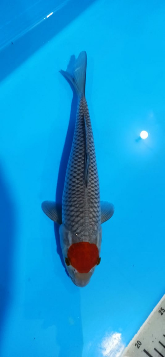 Juara 2