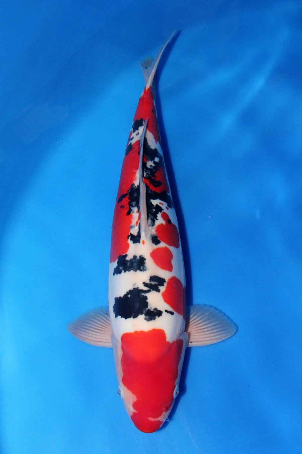 Best In Size C 46 - 50 cm