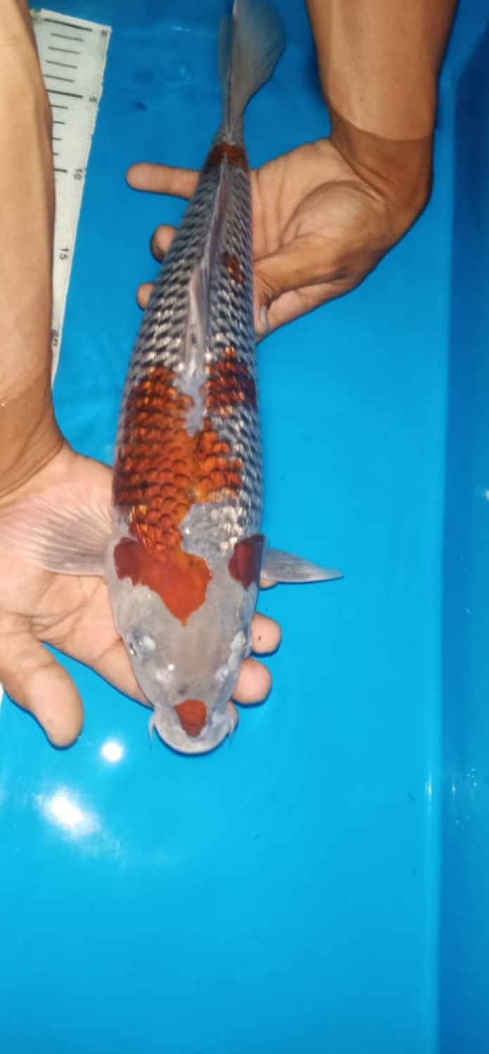 Juara 5