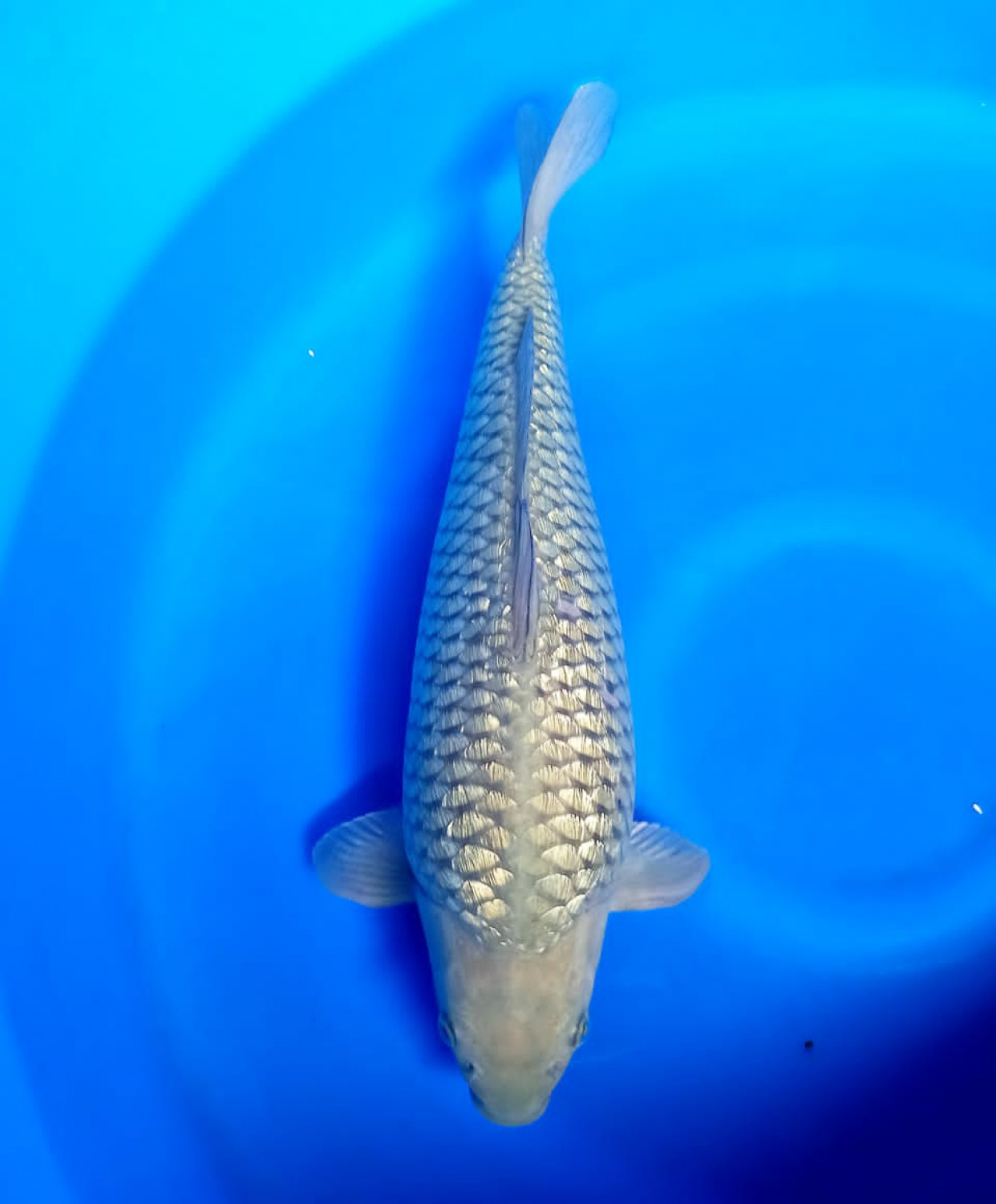 Best In Size E 36 - 40 cm