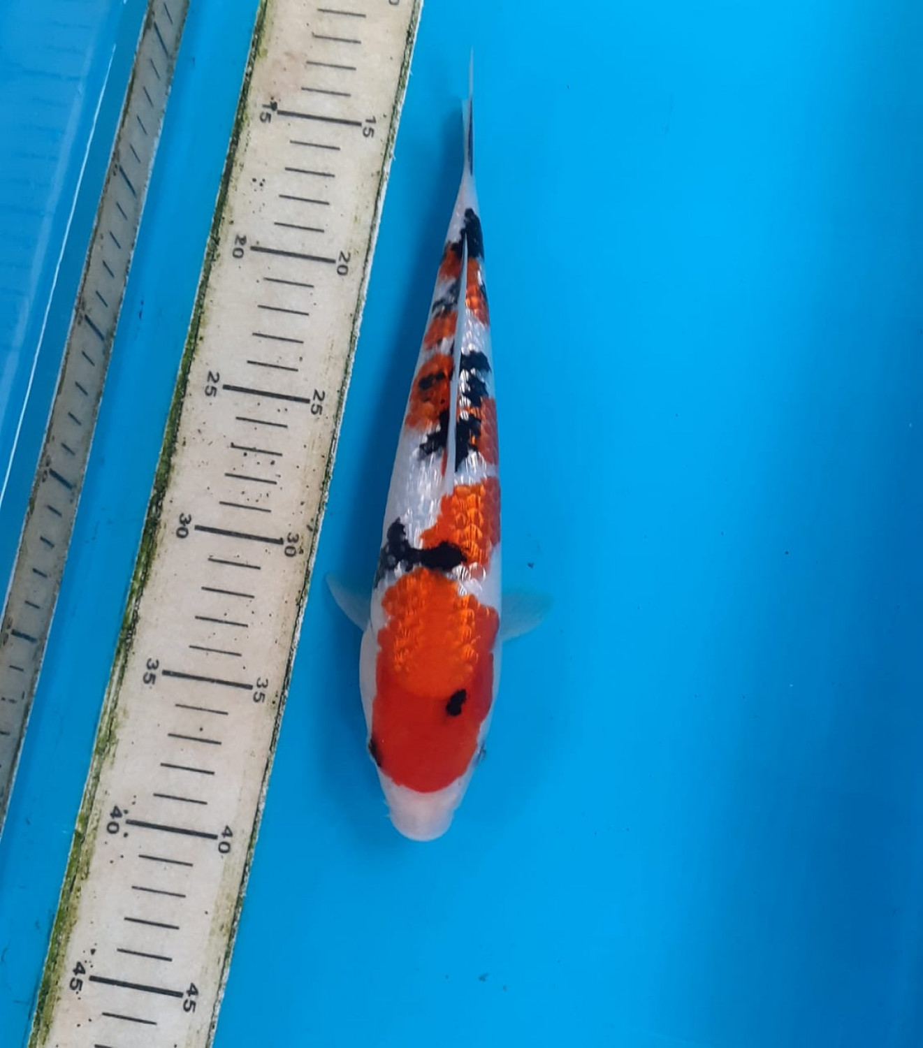Best In Size B 21 - 25 cm