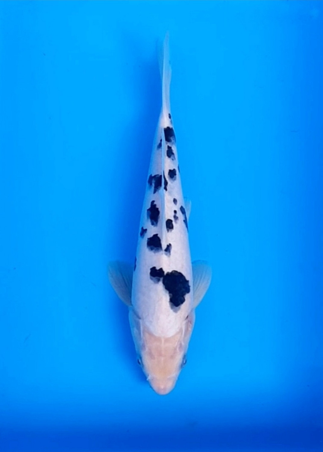 Juara 2