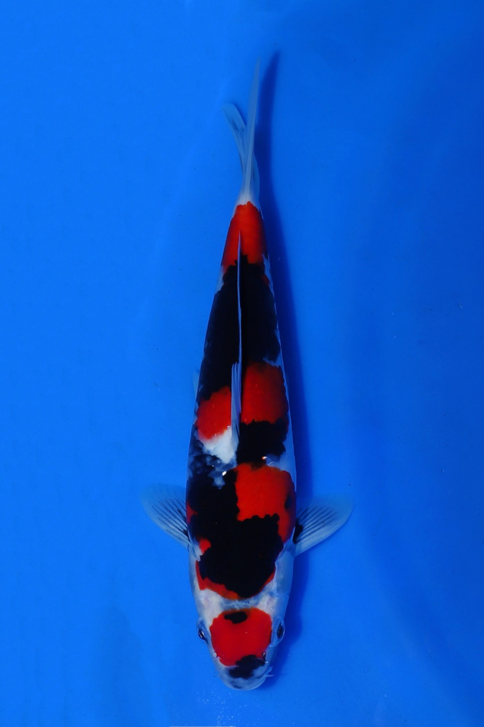 Juara 1