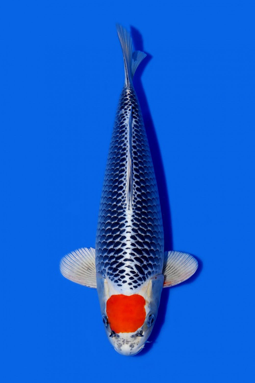 Juara 5