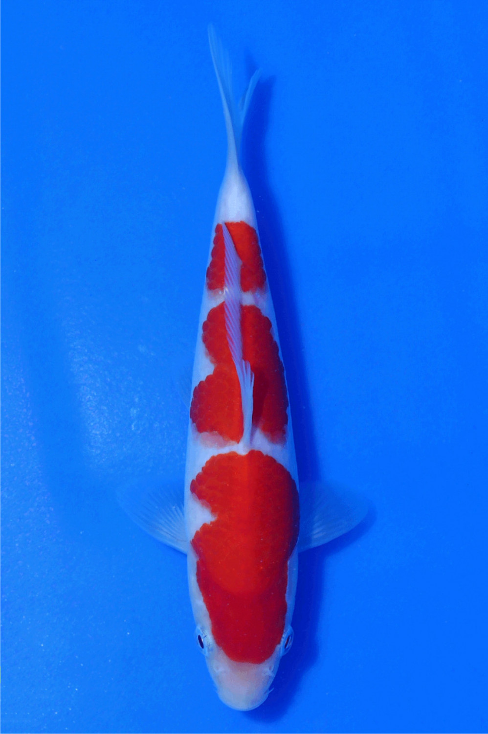 Juara 2