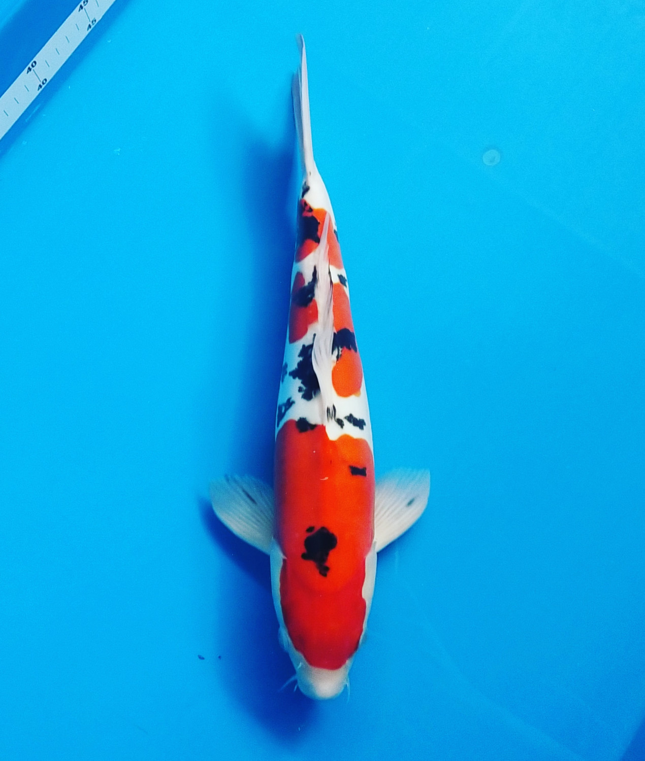Juara 3