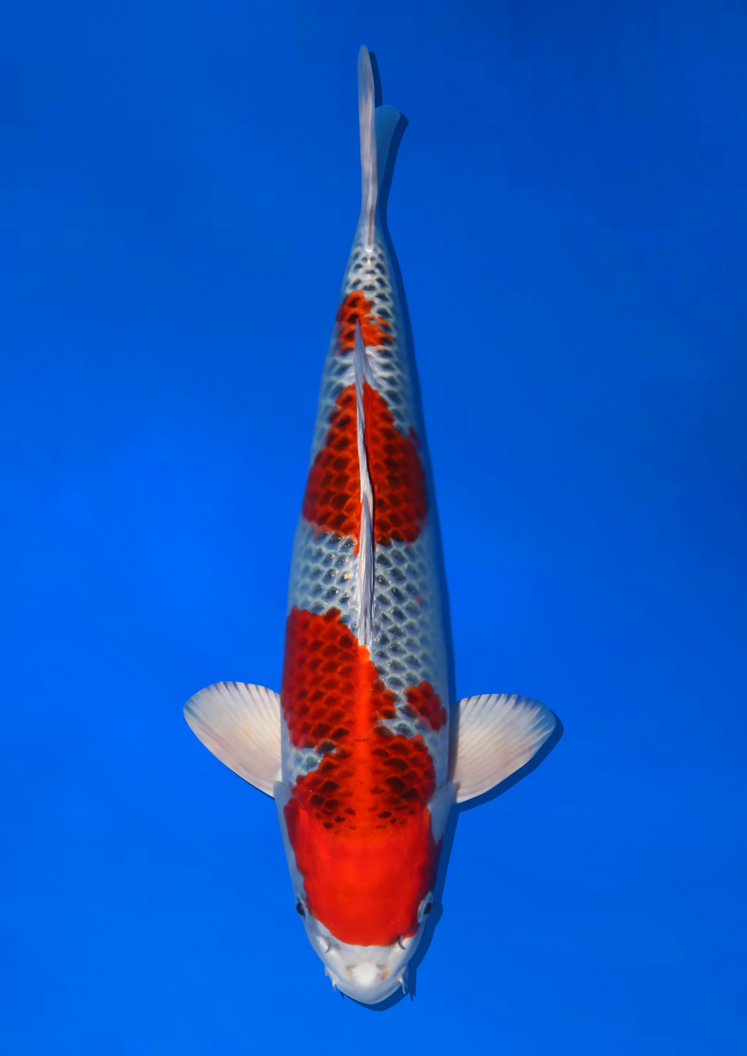 Juara 1