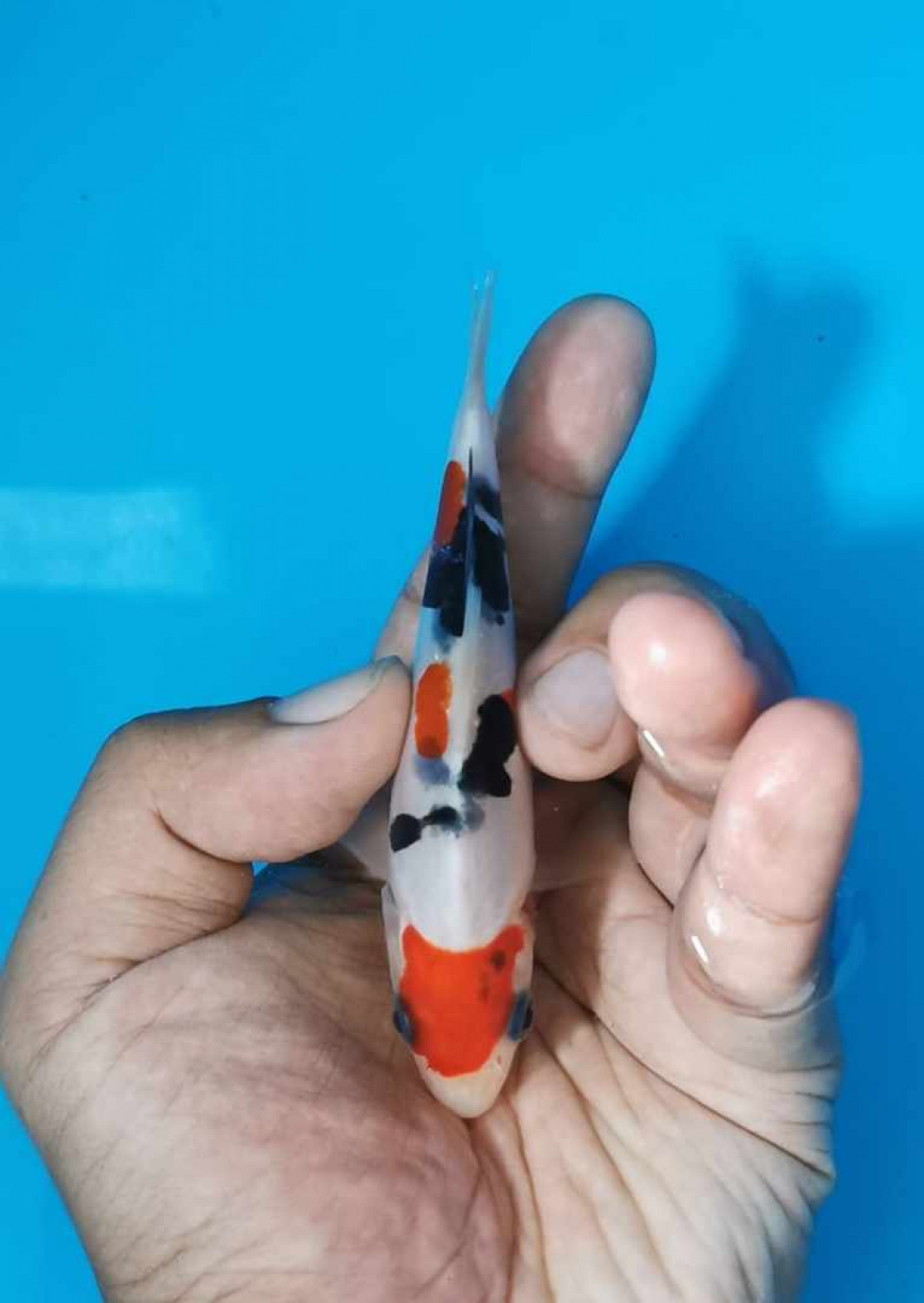 Juara 4