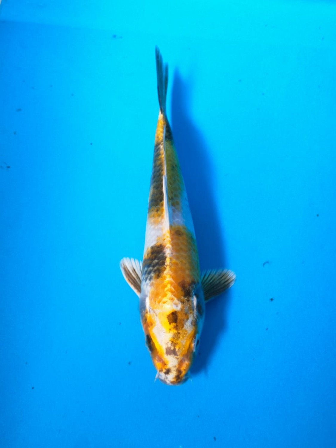 Juara 3