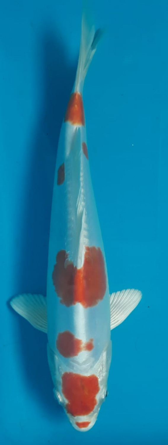 Juara 2
