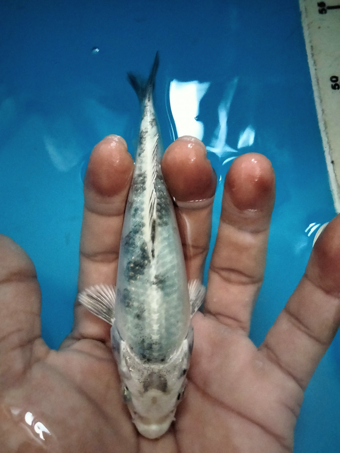 Juara 2
