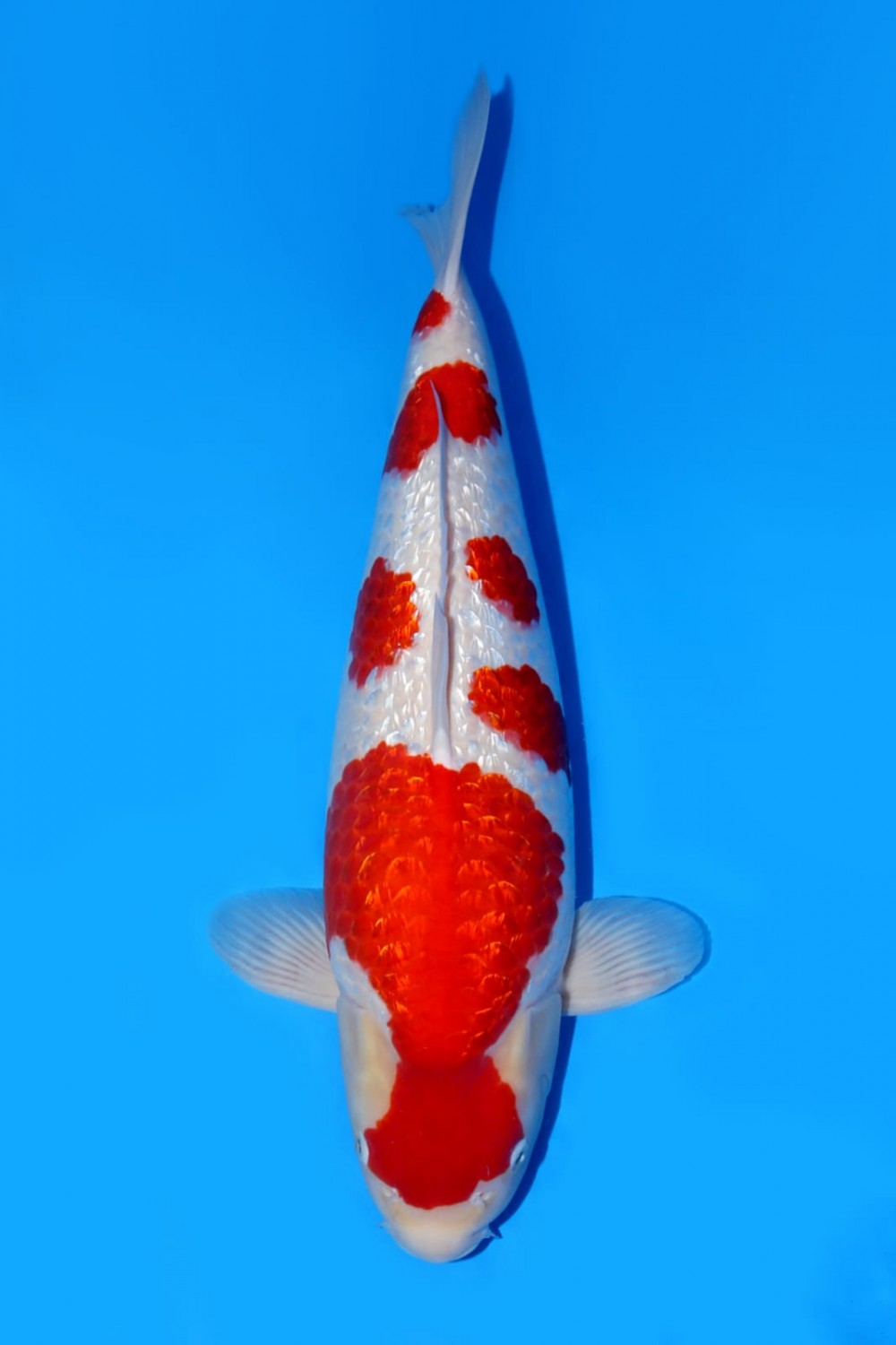 Best In Size B 56-60 Cm
