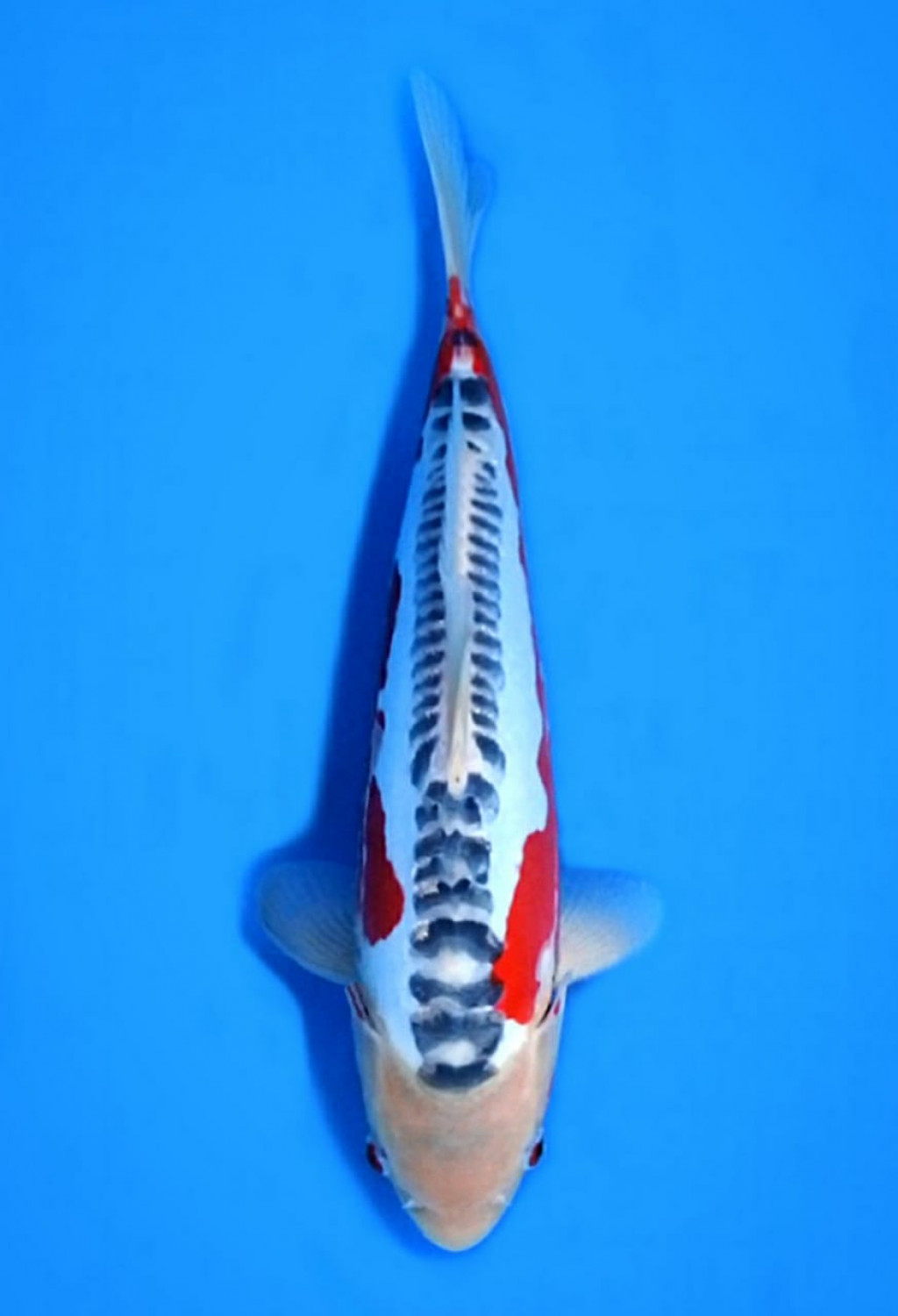 Best In Size D 26 - 30 cm