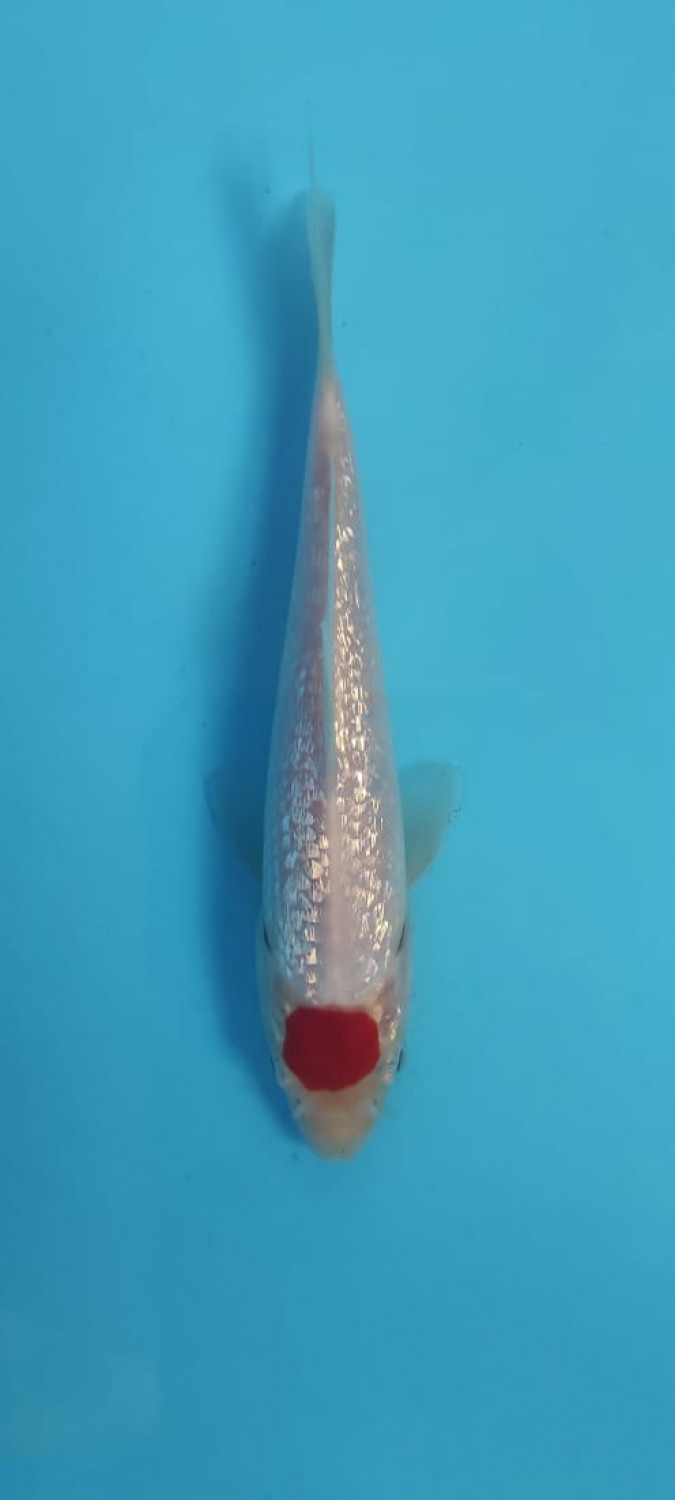 Juara 4