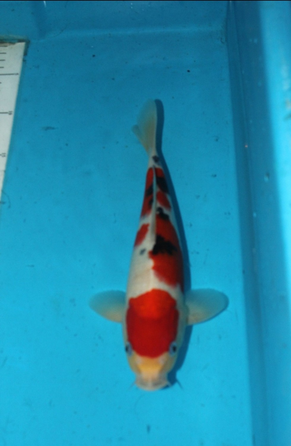 Juara 1