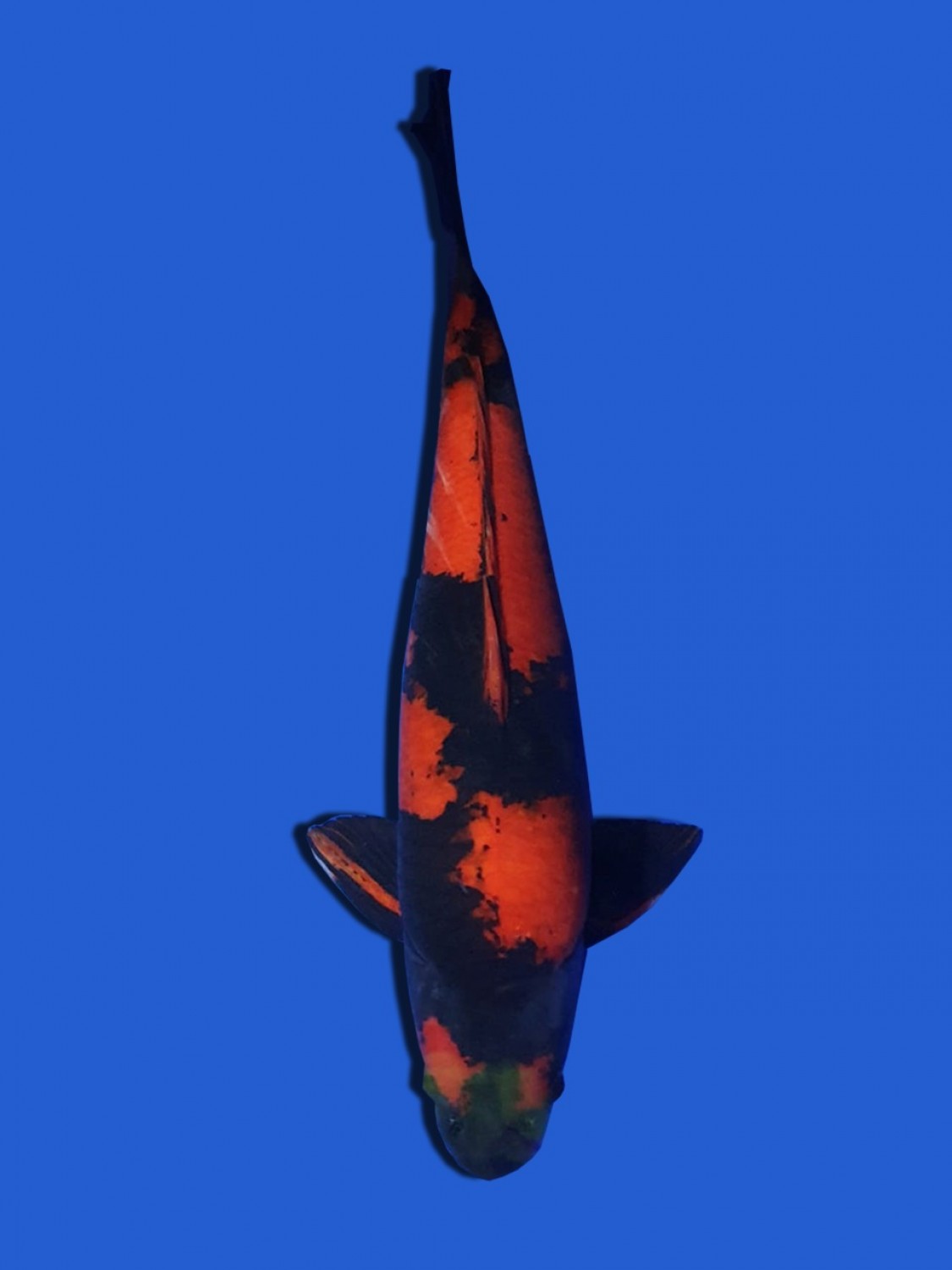 Juara 2