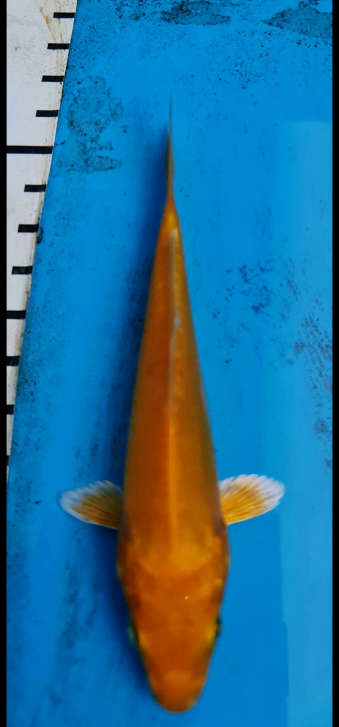 Juara 2