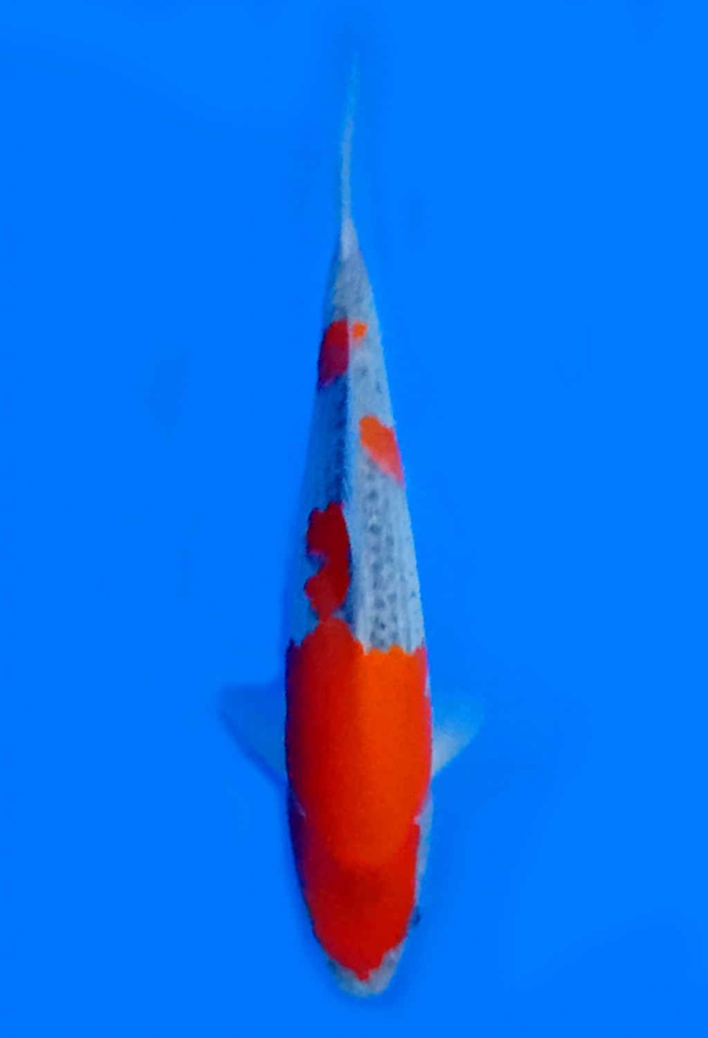 Best In Size B 21 - 25 cm