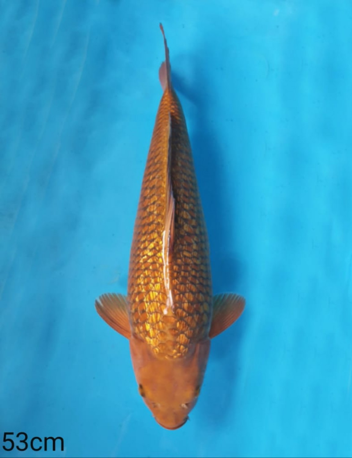 Best In Size E 51-55 Cm