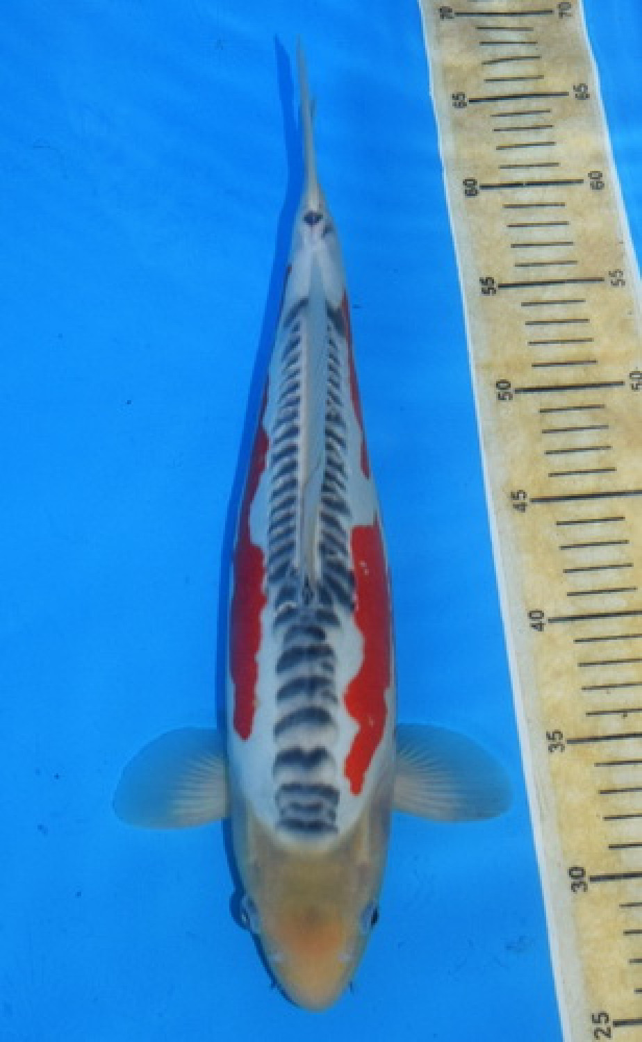 Juara 1