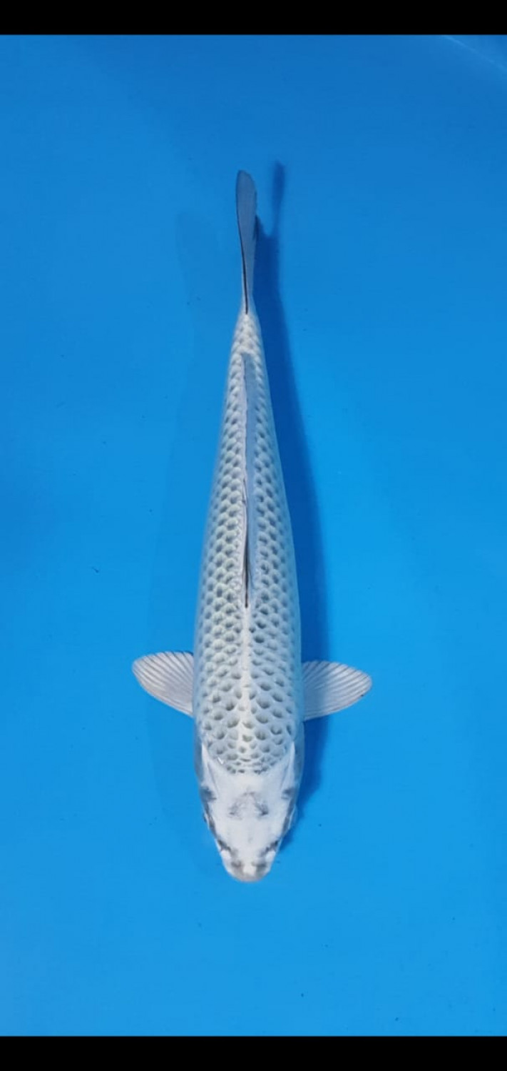 Juara 5