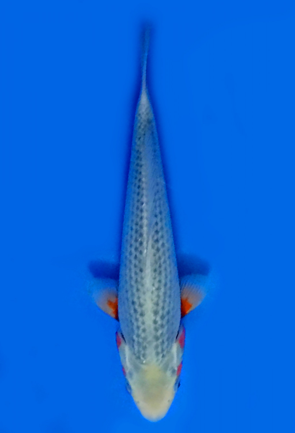 Juara 1