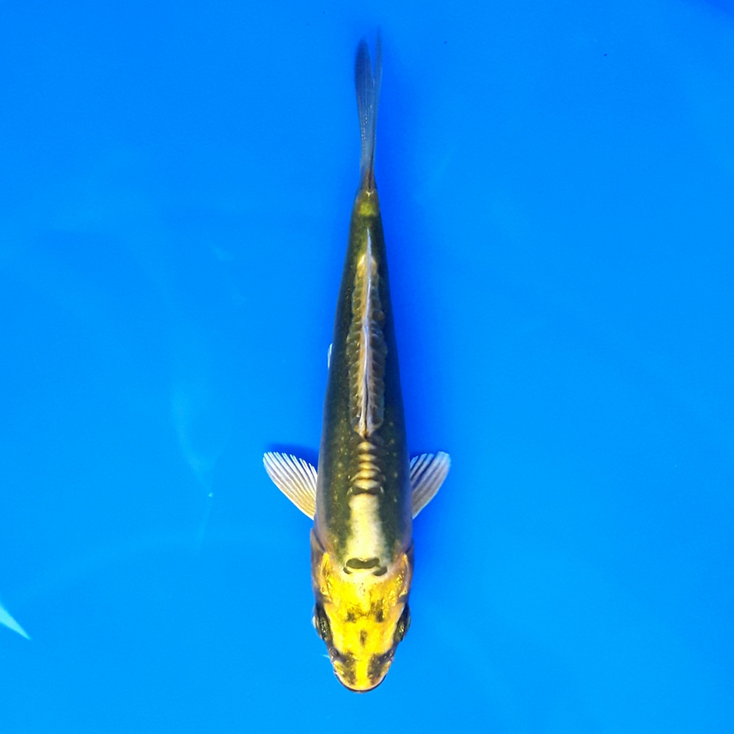 Juara 4