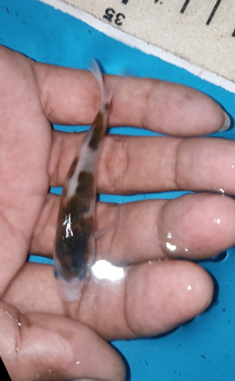 Juara 2