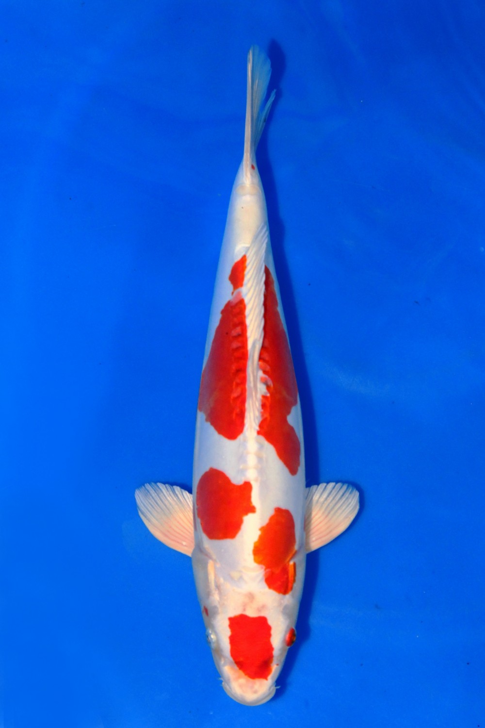Juara 2
