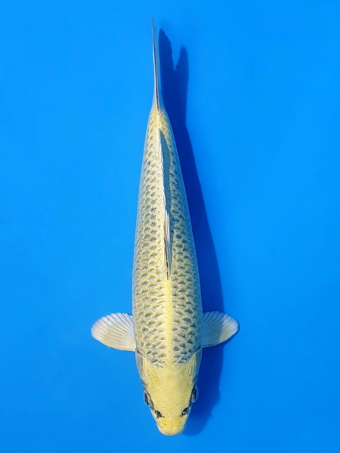 Juara 1