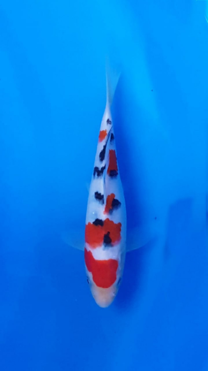 Juara 4