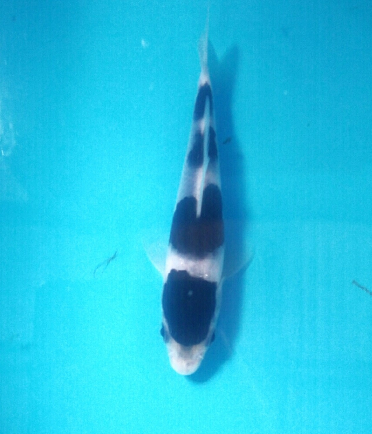 Best In Size B Up 10 Cm
