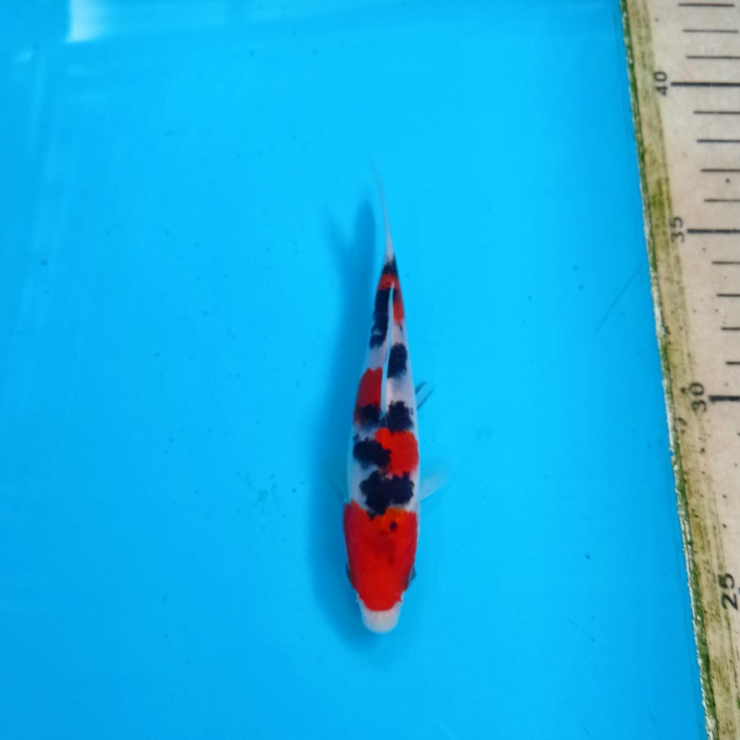 Best In Size A Up 12 cm
