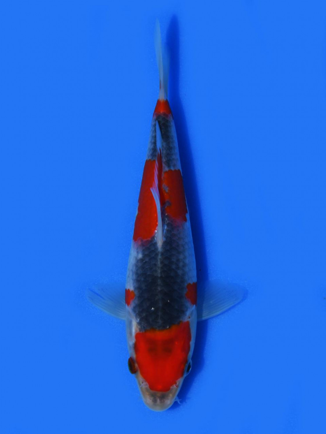 Juara 1