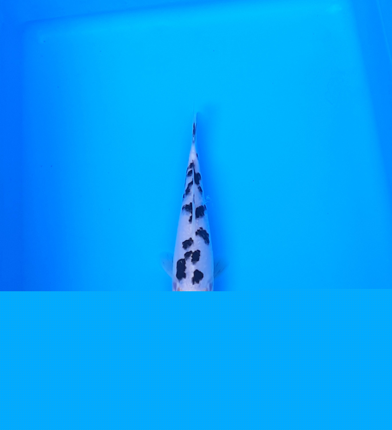 Juara 1