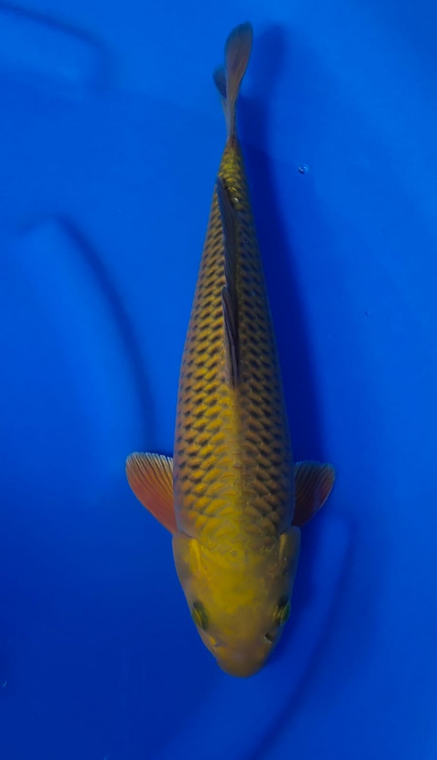 Juara 5