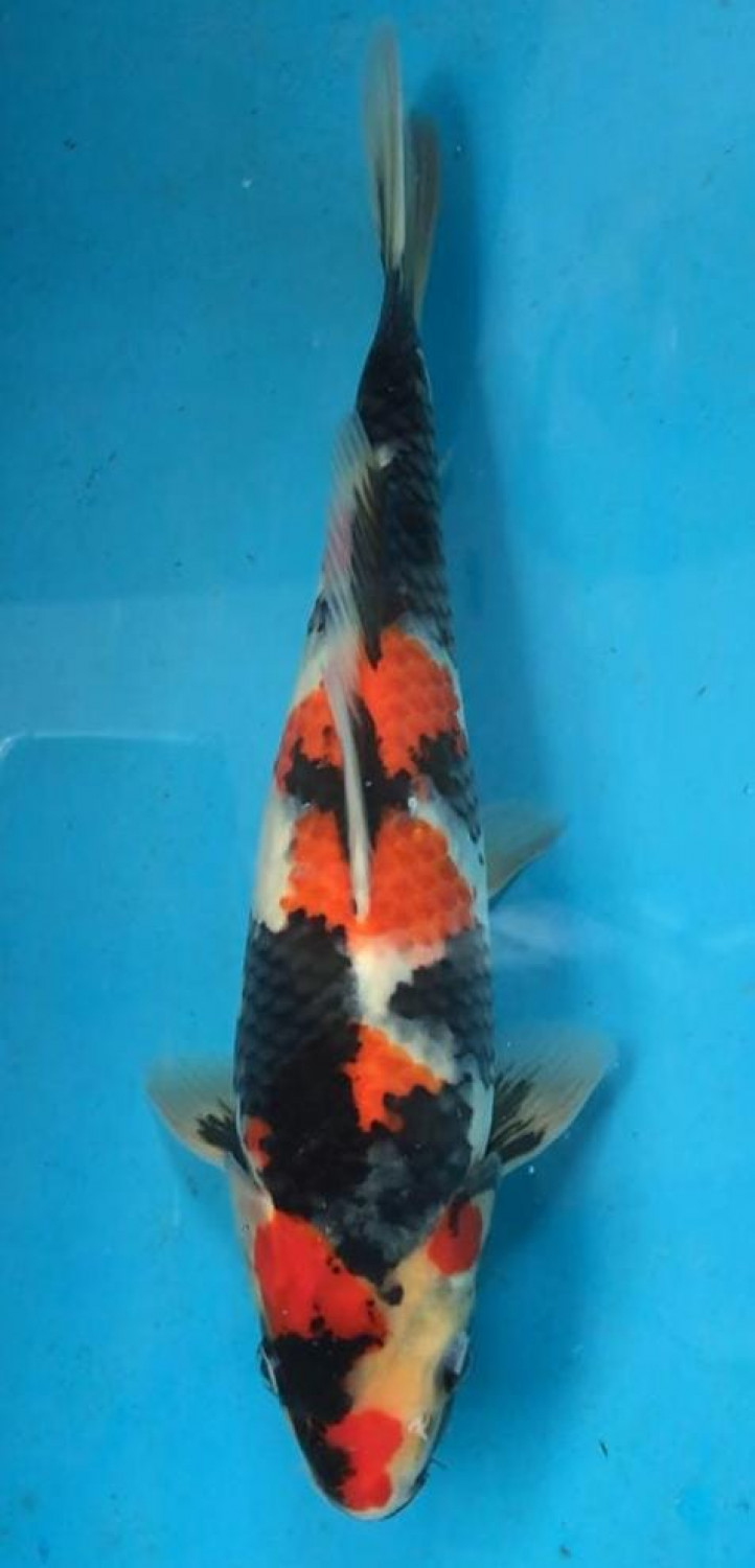 Juara 5