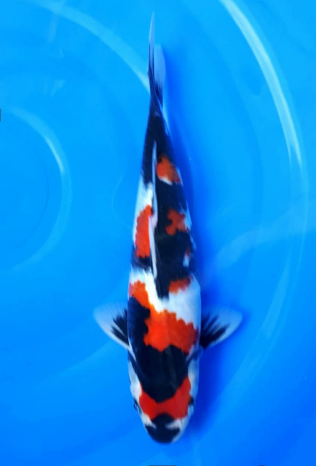 Juara 2