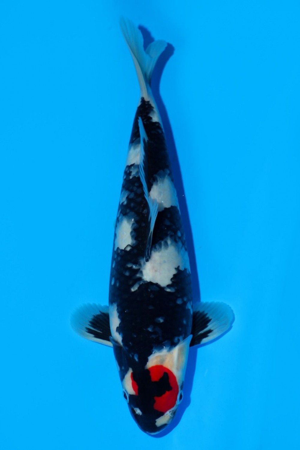 Juara 5