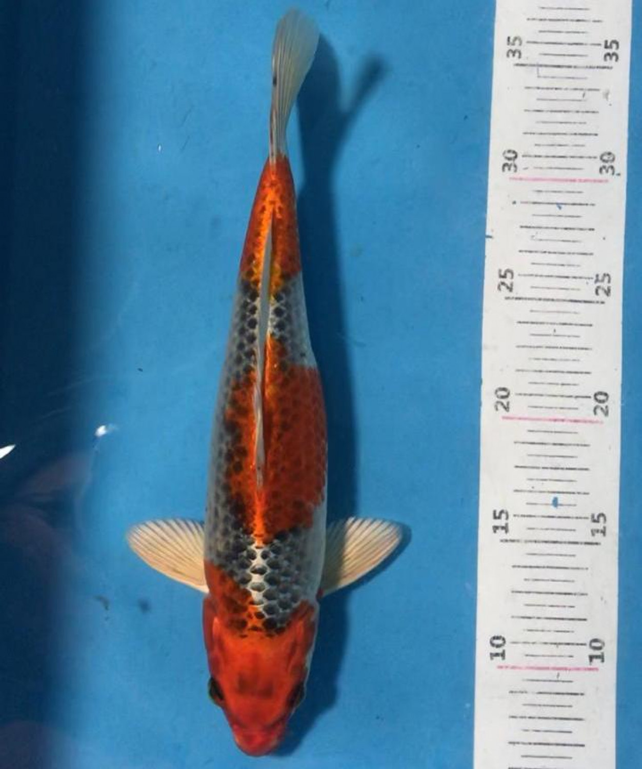 Juara 5