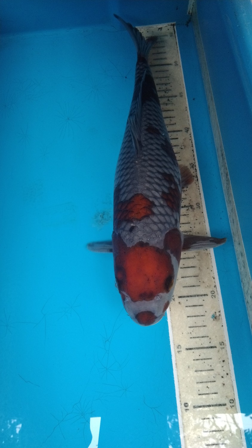 Juara 2
