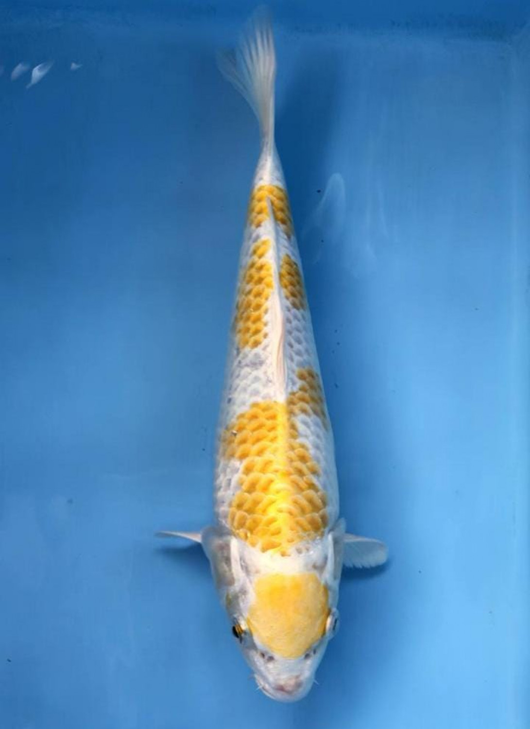 Juara 3
