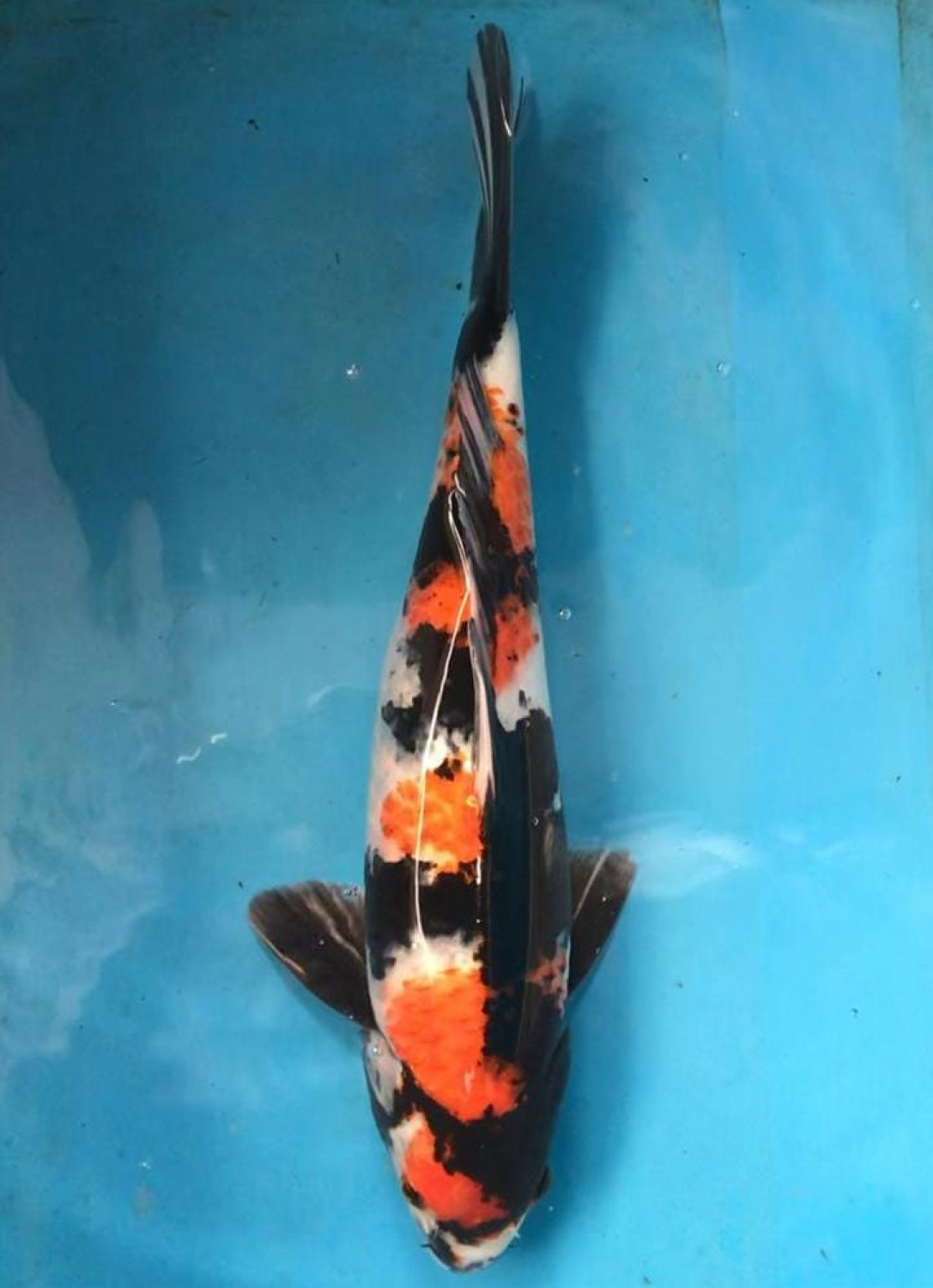 Juara 4