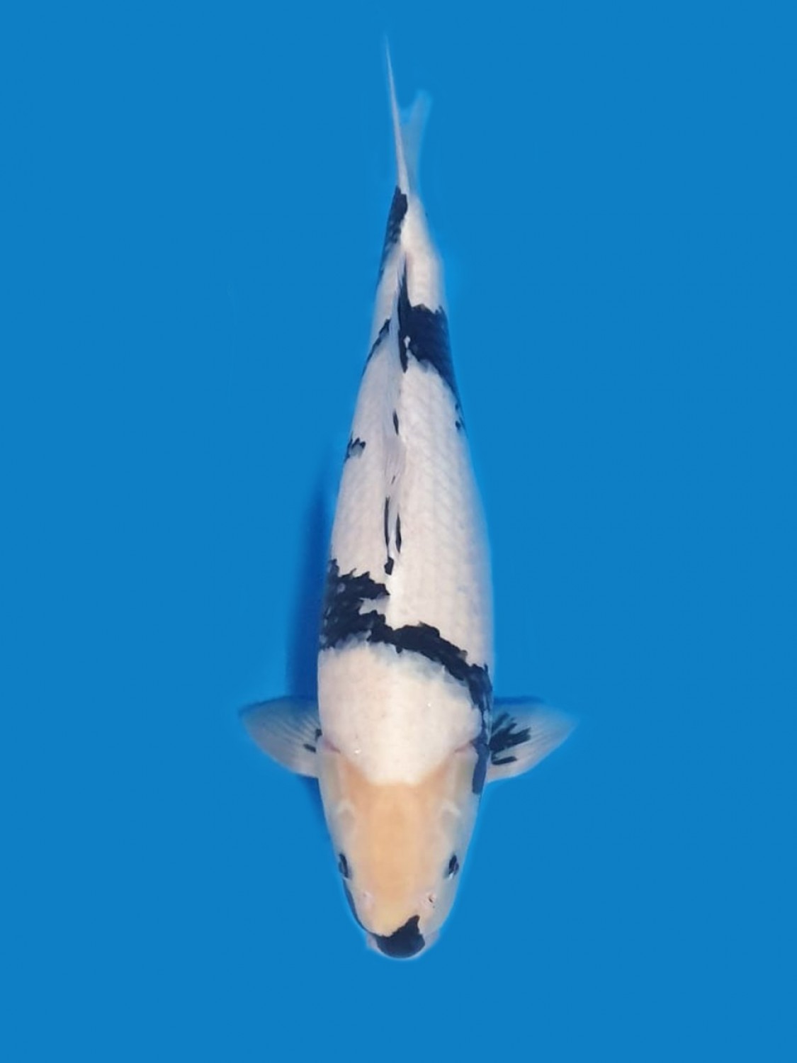 Juara 2