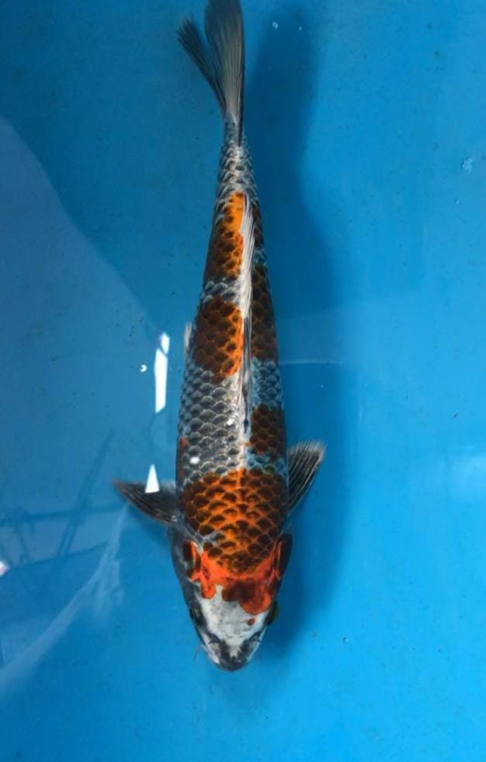 Juara 3