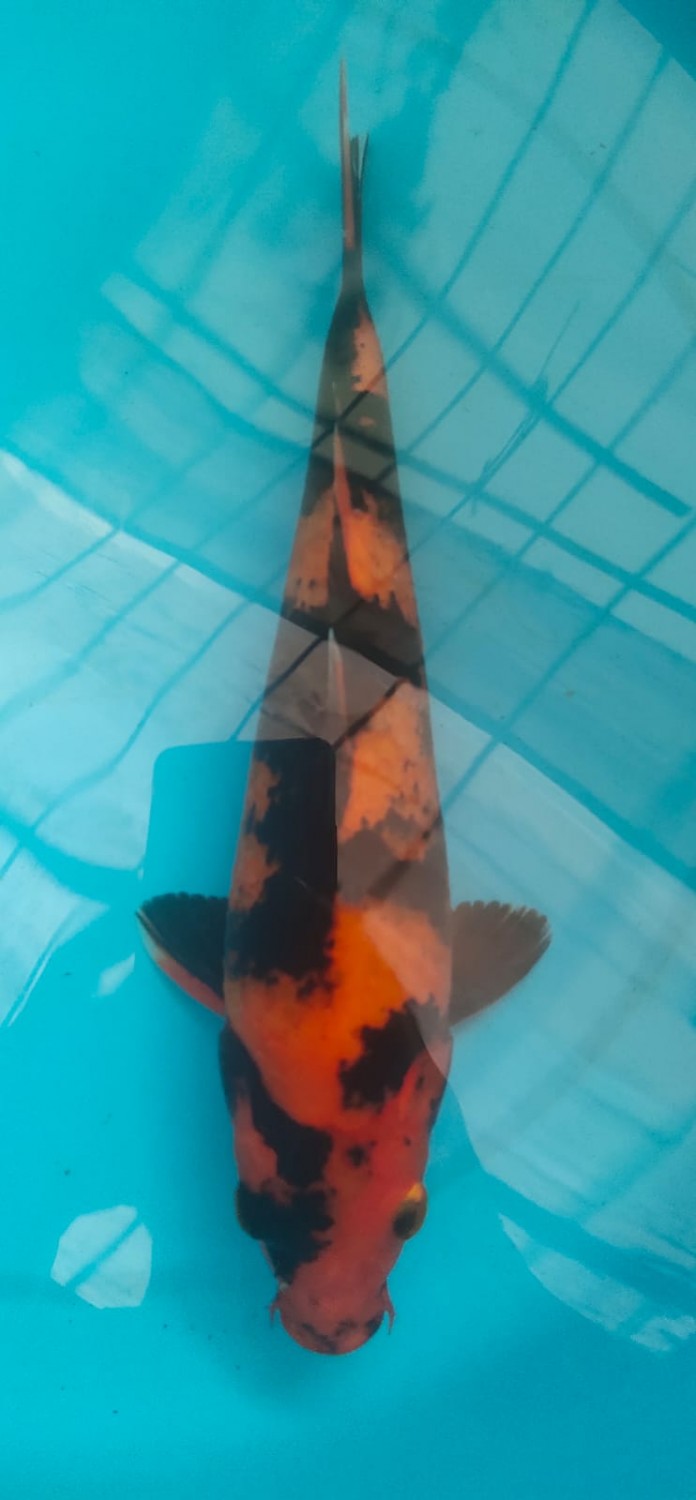 Juara 1