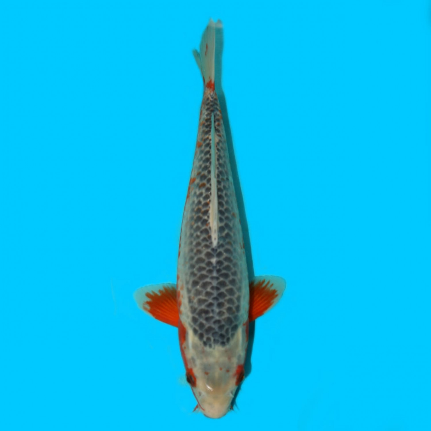Juara 5