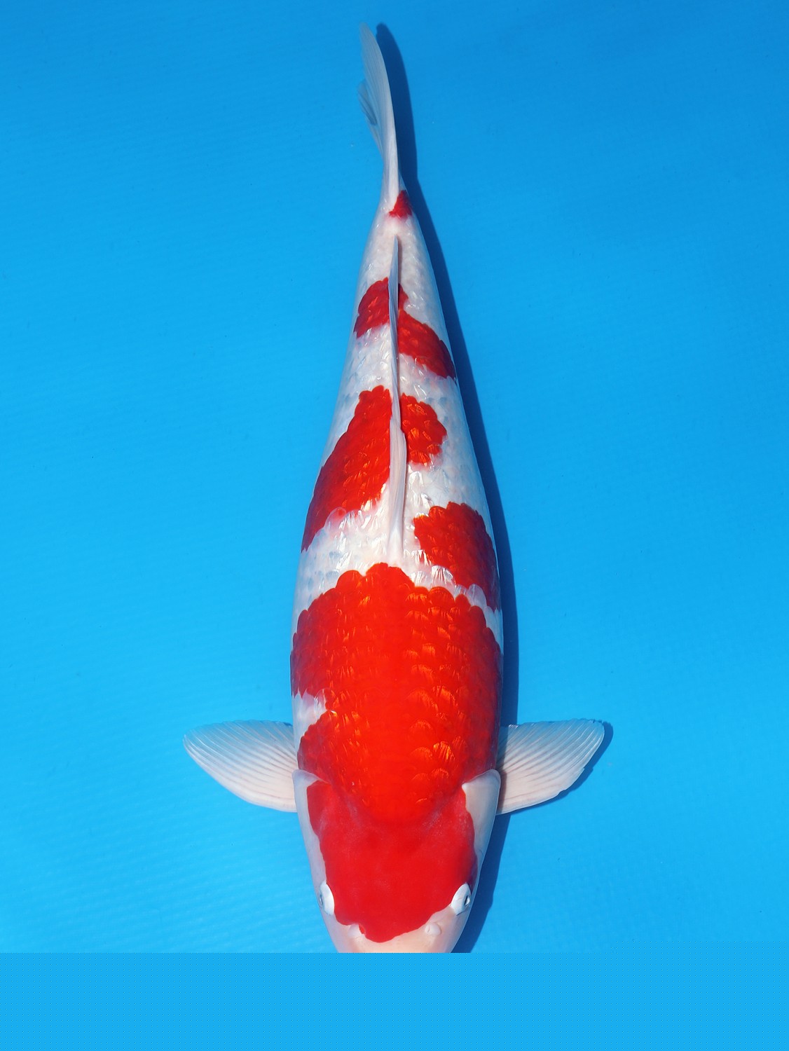 Best In Size B 61-65 Cm