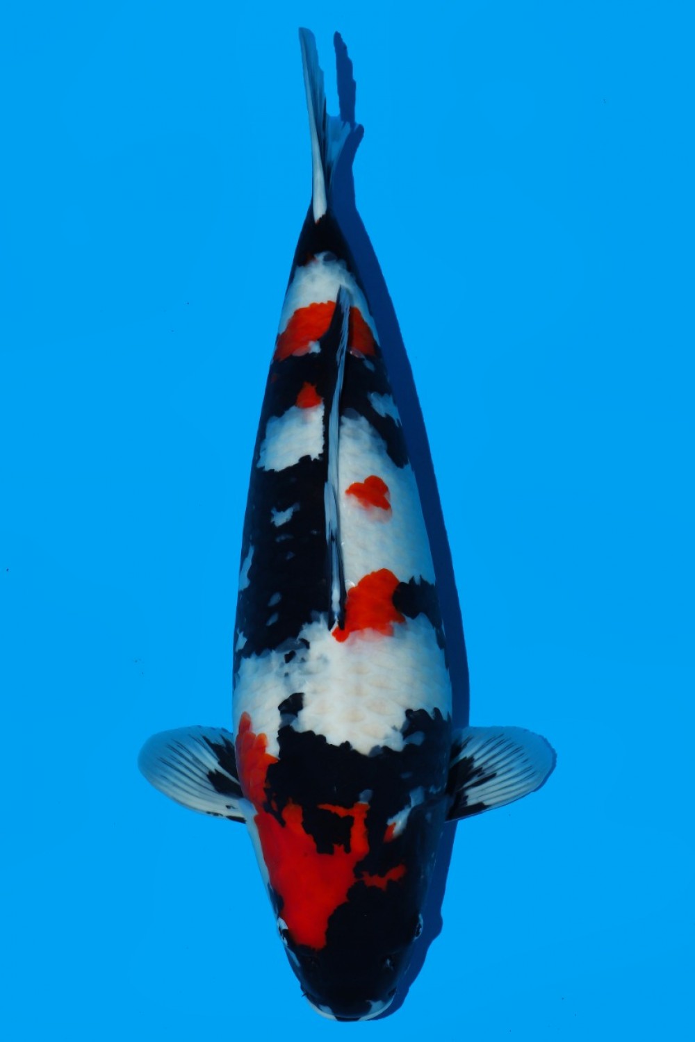 Juara 1